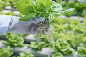 donna contadino mani Lavorando su biologico idroponica verdura azienda agricola proprietario di un' idroponica verdura giardino qualità ispezione di verdure nel serra piantare trame piccolo cibo produzione attività commerciale id foto