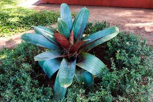 imperiale, un' gigante rosone bromeliad si siede nel il semarang fusione giardino. bromeliad alcantarea imperiale può prendere pieno sole e è sale tollerante foto