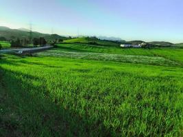 naturale erba campo pascolo per bestiame nel il primavera stagione foto