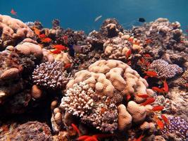 rosso mare pesce e corallo scogliera foto