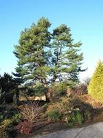 alto pino albero nel un' giardino con un' blu cielo foto