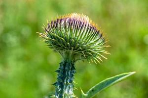 bellissimo in crescita fiore radice bardana cardo su sfondo prato foto