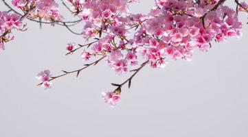 morbido messa a fuoco bellissimo rosa ciliegia fiori sakura con rinfrescante nel il mattina nel Giappone foto