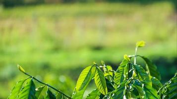 vicino su Visualizza di verde caffè albero superiore le foglie con sfocatura sfondo foto