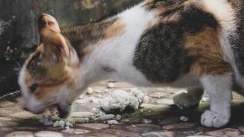 foto di un' vagante gatto mangiare cracker.