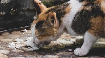 foto di un' vagante gatto mangiare cracker.