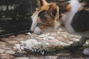 foto di un' vagante gatto mangiare cracker.