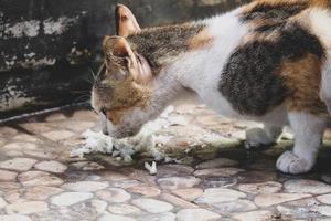 foto di un' vagante gatto mangiare cracker.
