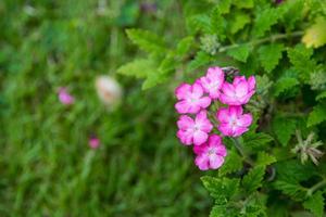 avvicinamento rosa e bianca fiore su verde sfondo foto