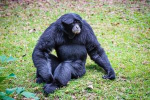 siamang gibbone o symphalangus syndactylus foto