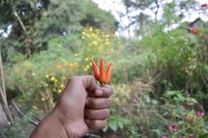 un' persona Tenere fresco rosso peperoncini quello agricoltori avere appena raccolto foto