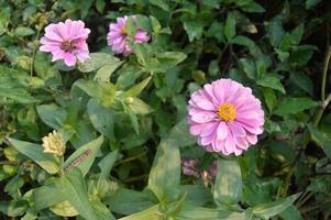 fiori fioritura nel il giardino foto