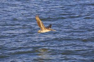 volante pellicano uccello Guardando per pesce a riva di golfo di Messico nel Florida nel primavera foto