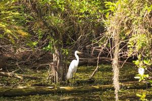 bianca acqua uccello in attesa per catturare pesce nel il Everglades nel primavera foto