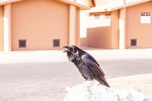 portriat immagine di un' corvo uccello a giorno foto