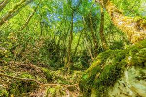 immagini di un' escursione attraverso denso verde foresta lungo un' secco alveo nel skarline natura parco nel istria foto