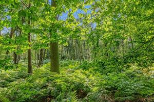 panoramico Immagine di misto foresta con felci su il terra nel sera leggero foto