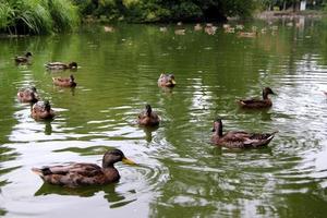 viaggio per vienna, Austria. un' lotto di anatre su il lago nel un' parco. foto