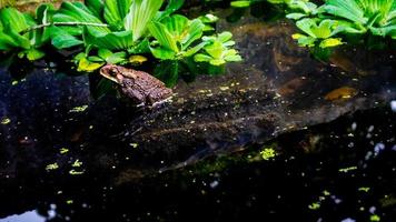 un' bellissimo rana su il acqua foto