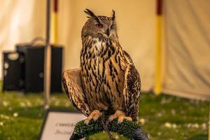 gufo uccello a un' medievale giusto a il epico medievale castello di arundel, Inghilterra. foto