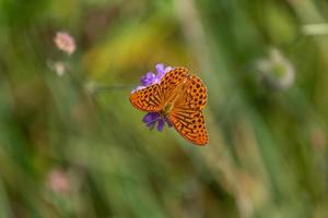 argento lavato fritillary foto