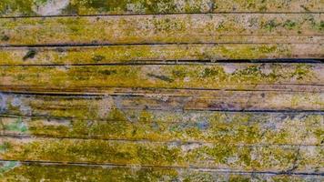 muschioso bambù parete struttura come un' sfondo foto