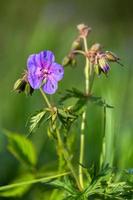 prato cranesbill nel il foresta foto