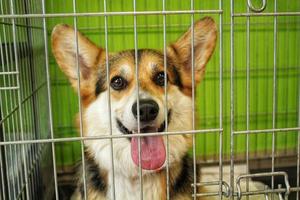 corgi gallese pembroke cane nel un' gabbia in attesa visitare per un appuntamento a un' veterinario clinica. trattamento e cura di animali domestici concetto. Salute, quarantena, recupero, verifica e vaccinazione di domestico animale foto