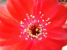 grande rosso fioritura su riccio cactus nel un' pentola a casa. Due fiori a il stesso volta, fioritura spinoso pianta foto