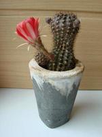 grande rosso fioritura su riccio cactus nel un' pentola a casa. Due fiori a il stesso volta, fioritura spinoso pianta foto