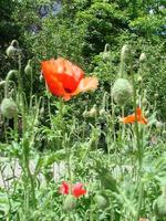 rosso papavero fiori con un' ape e Grano i campi su il sfondo. Comune papavero papaver rhoeas foto