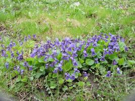 viola reichenbachiana. viola pianta con multicolore fiore. Comune Viola, viola tricolore, viola del pensiero fiori foto