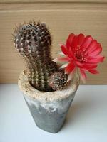 grande rosso fioritura su riccio cactus nel un' pentola a casa. Due fiori a il stesso volta, fioritura spinoso pianta foto