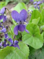 viola reichenbachiana. viola pianta con multicolore fiore. Comune Viola, viola tricolore, viola del pensiero fiori foto