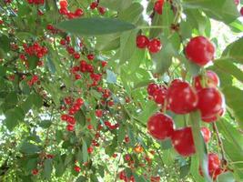 maturo ciliegie sospeso a partire dal un' ciliegia albero ramo. acqua goccioline su frutta, ciliegia frutteto dopo pioggia foto