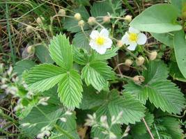 fioritura selvaggio fragole. estate sfondo con verde le foglie e bianca fragola fiori foto