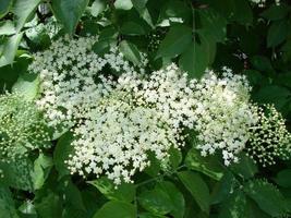 sambucus negra nero Sambuco europeo Sambuco europeo sambuco europeo nero sambuco Comune anziano foto