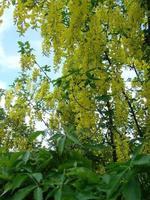 acacia ramo robinia pseudoacacia è abbondante fioritura con bianca fiori. falso acacia. foto