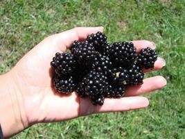 donne mani raccolta maturo more vicino su sparare con ciotola, pieno di frutti di bosco. mora - rami di fresco frutti di bosco nel il giardino. raccolta concetto. foto