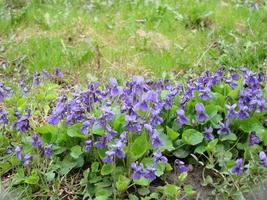 viola reichenbachiana. viola pianta con multicolore fiore. Comune Viola, viola tricolore, viola del pensiero fiori foto