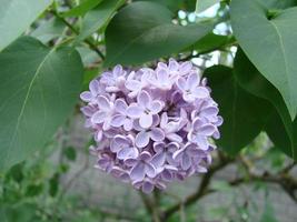 ramo di viola lilla fiori, syringa volgare. giglio fioritura impianti sfondo contro blu cielo. foto