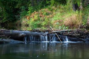 piccolo foresta fiume nel estate con verde sfondo foto