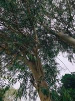 verde albero avvicinamento sparare nel il sera foto