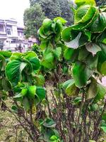 avvicinamento sparare di verde le foglie e fiori foto