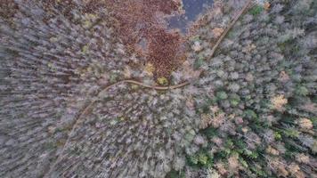 autunno foresta foto, palude pista natura, fuco foto, autunno paesaggio a partire dal su, verde alberi, bellissimo Visualizza foto