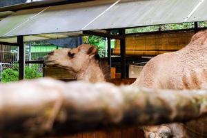 un' cammello quello è mangiare erba nel suo gabbia nel il mattina. foto