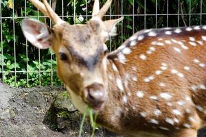 cervo chi siamo mangiare erba nel loro gabbie nel il mattina. foto