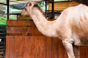 un' cammello quello è mangiare erba nel suo gabbia nel il mattina. foto