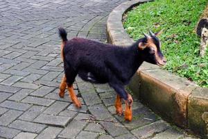 capra cuccioli di Marrone colore rilasciato nel natura. foto