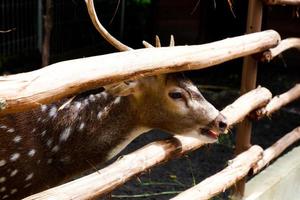 cervo chi siamo mangiare erba nel loro gabbie nel il mattina. foto